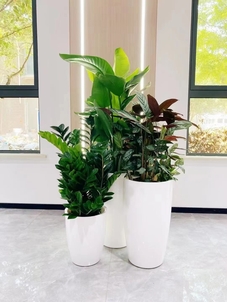 宁波海曙花卉租赁，优质服务大揭秘！